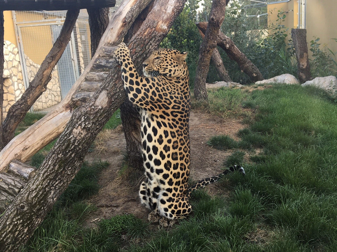 Malkia Park- Big Cats Rescue-Orechova Poton必去景点