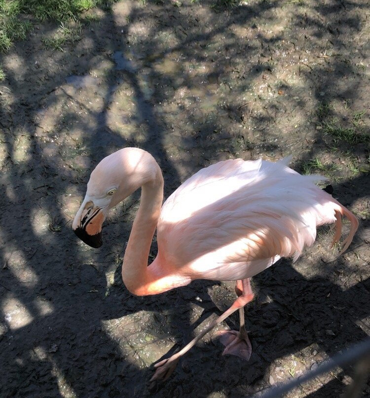 Greenview Aviaries Park and Zoo景点图片