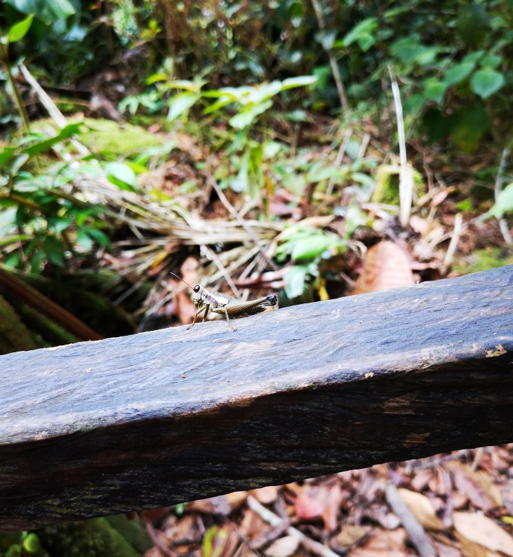 Cascadas de Pishurayacu-Tarapoto必去景点