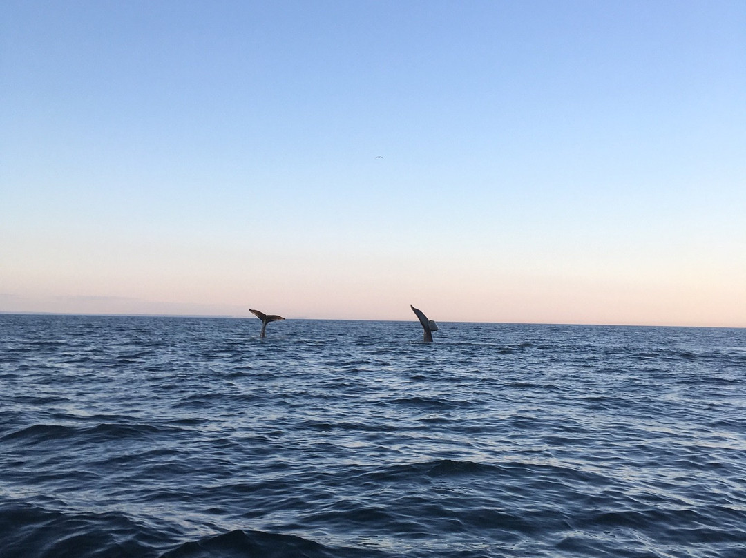 Island Cruises Whalewatching-Campobello Island必去景点
