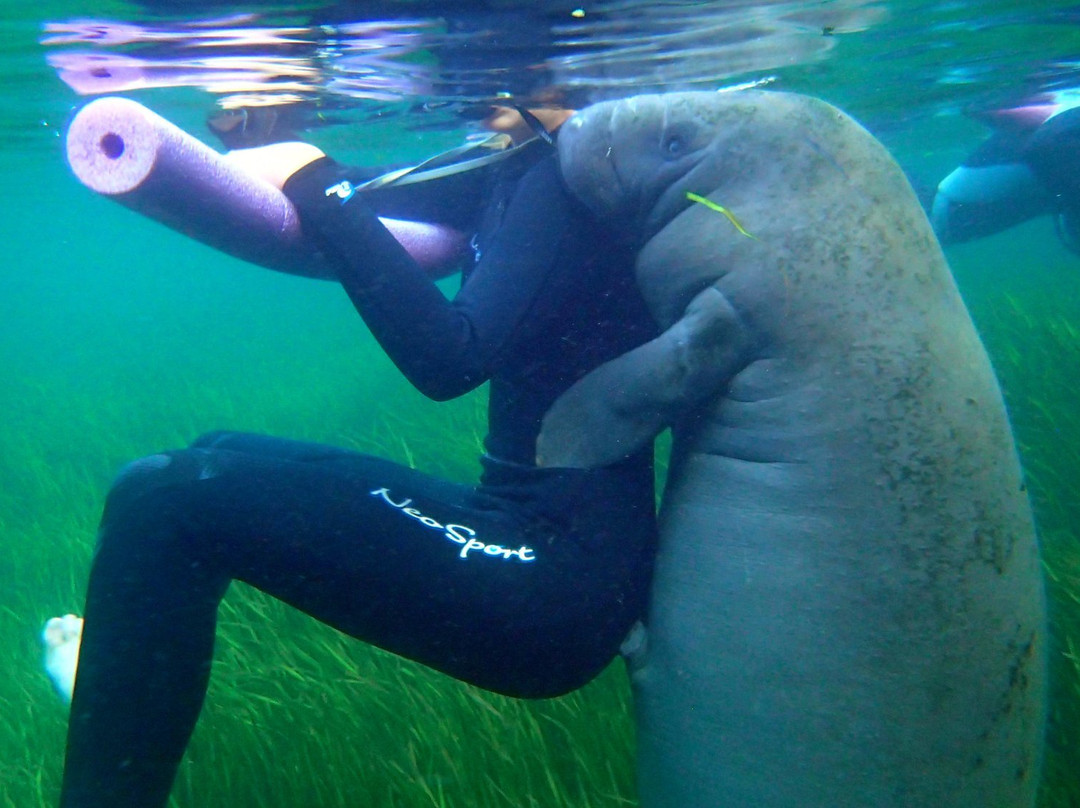 Manatee Fun ﻿﻿Tours-克里斯特尔里弗必去景点