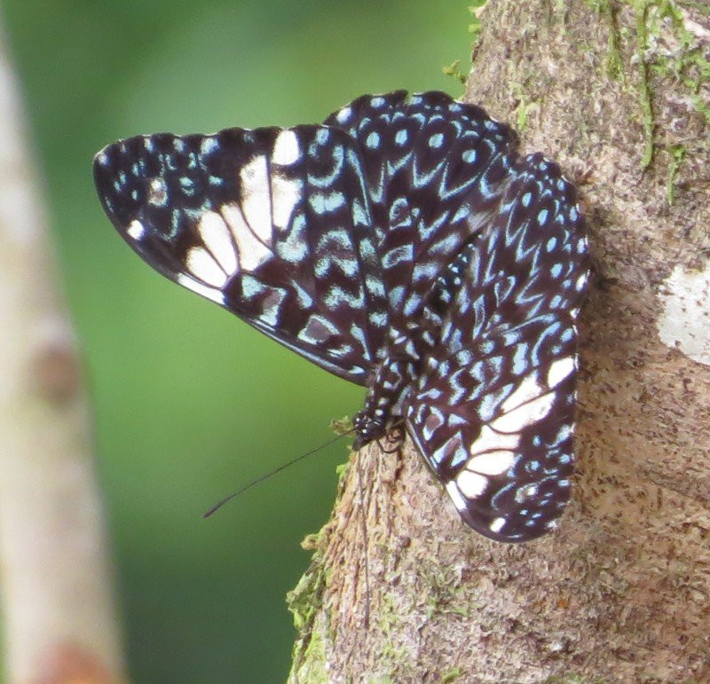 Talari Mountain Lodge主图