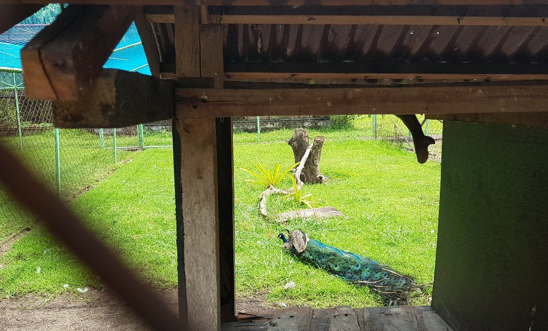 Albay Park and Wildlife-雷加斯皮必去景点