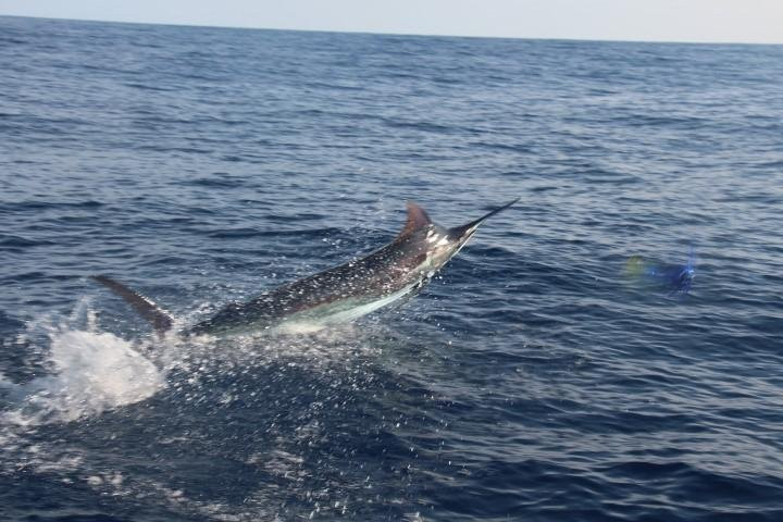 Captain Tom's Big Game Sportfishing景点图片