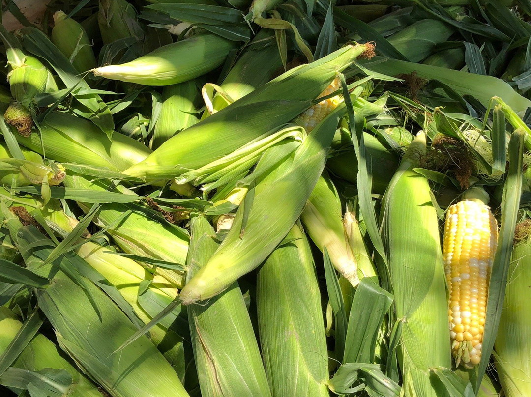 Lee and Maria's-Kingsville必去景点