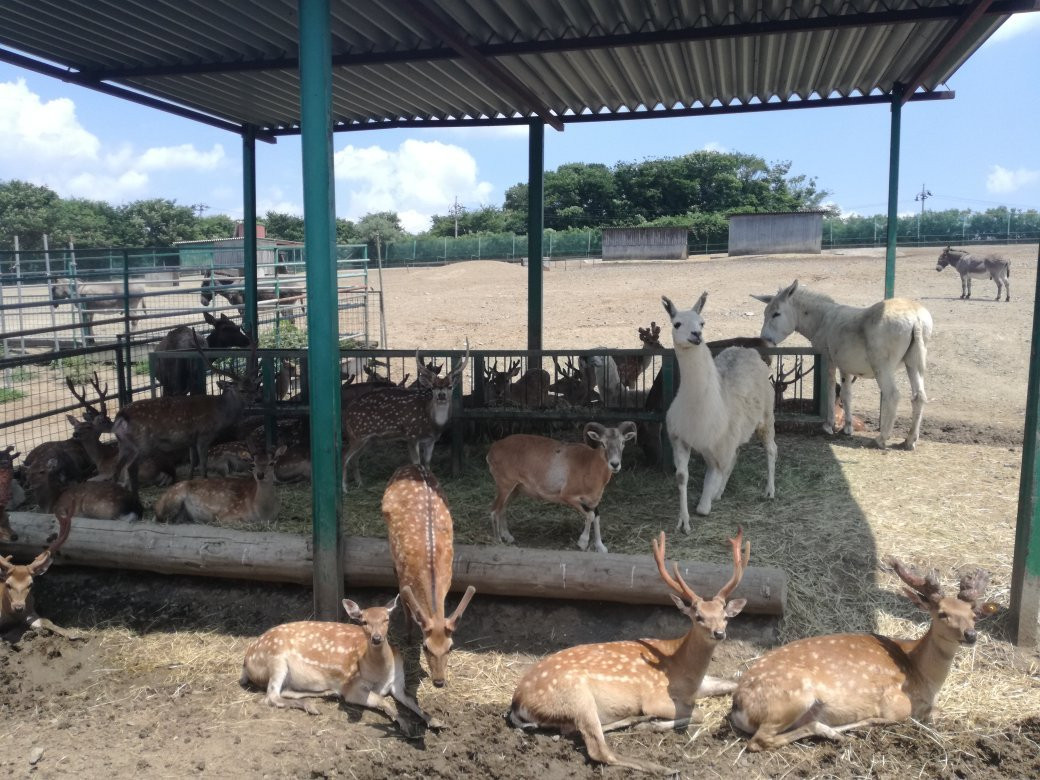 Iwate Safari Park-一关市必去景点