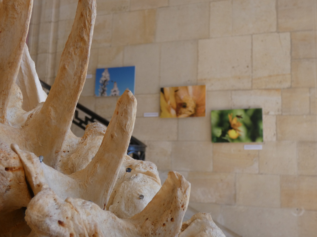 Muséum d'Histoire Naturelle-勒阿弗尔必去景点