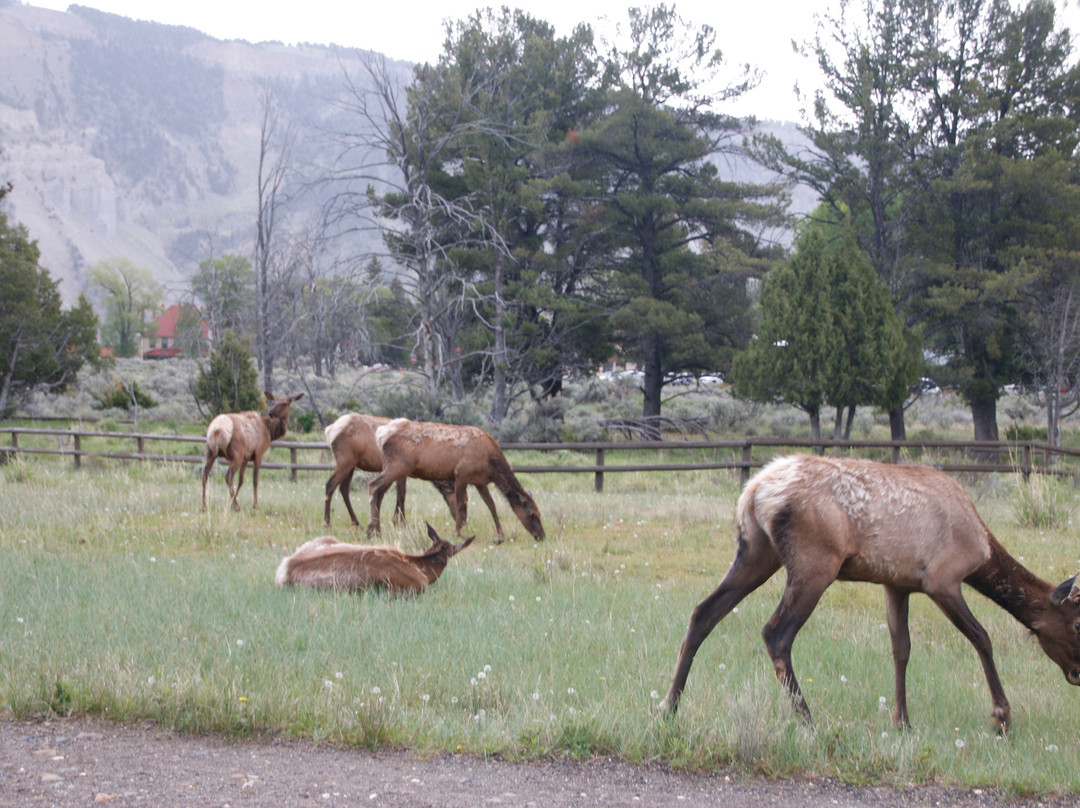 Fort Yellowstone Historic District景点图片