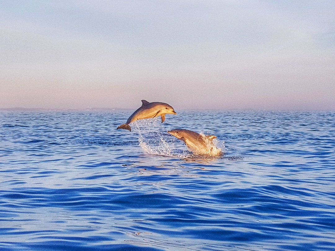 Dolphin Tours Istria景点图片