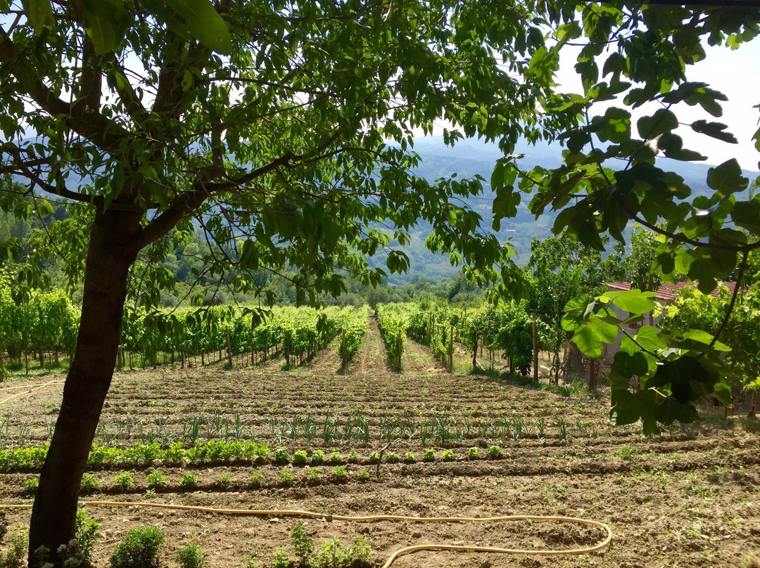 Azienda Agricola Boccella景点图片