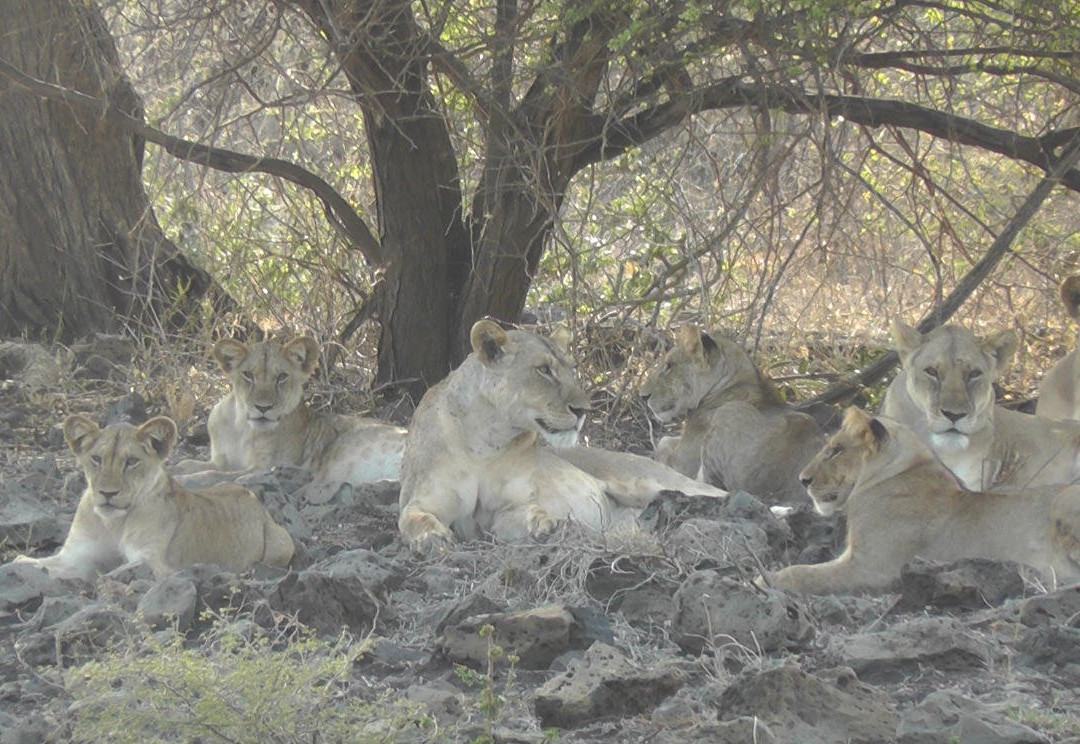 null-Meru National Park