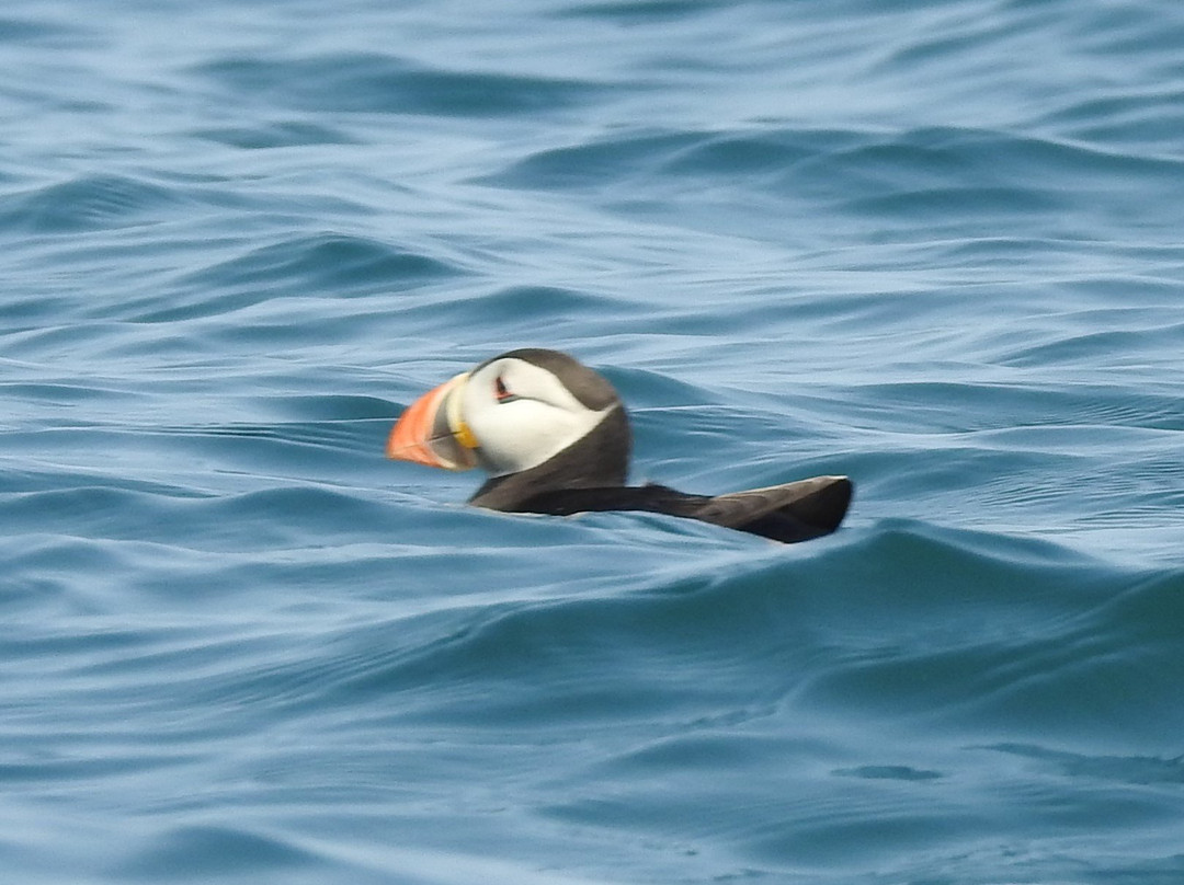 Outdoor Guernsey Shell Beach Kayak Tours-Herm必去景点