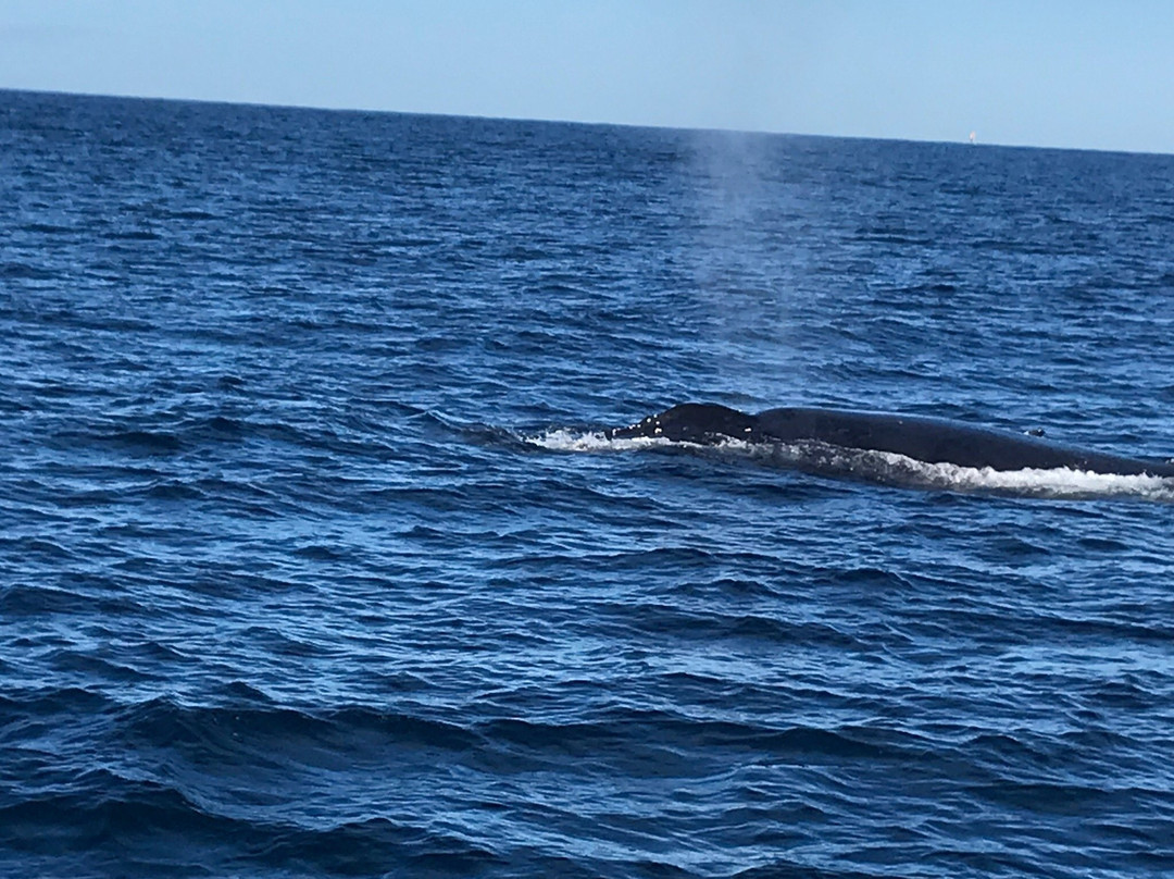 Cronulla Whale Watching-克罗纳拉必去景点
