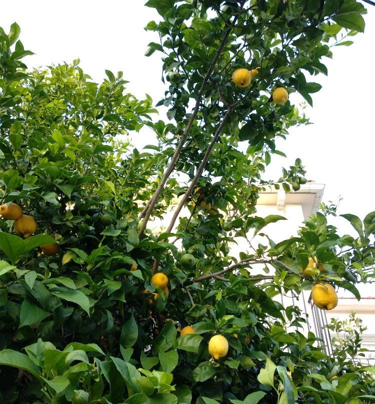 Evangelia Hotel主图