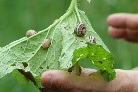 Escargoterie de Groix景点图片