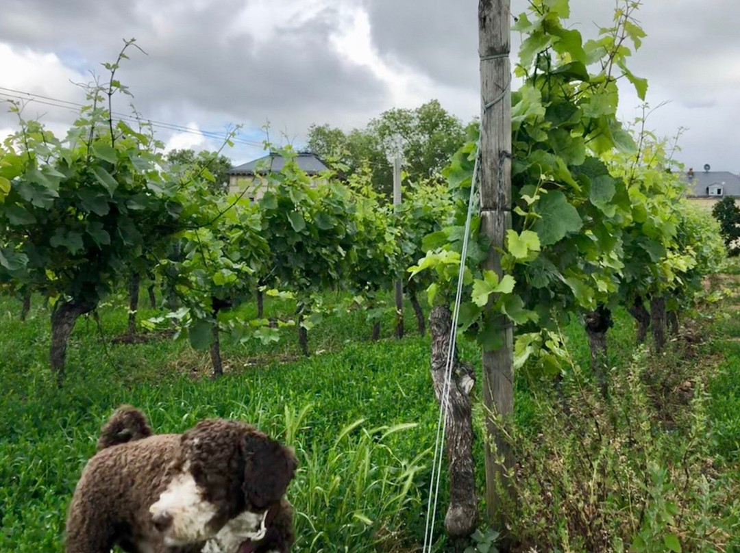 Weingut Kuenstler景点图片