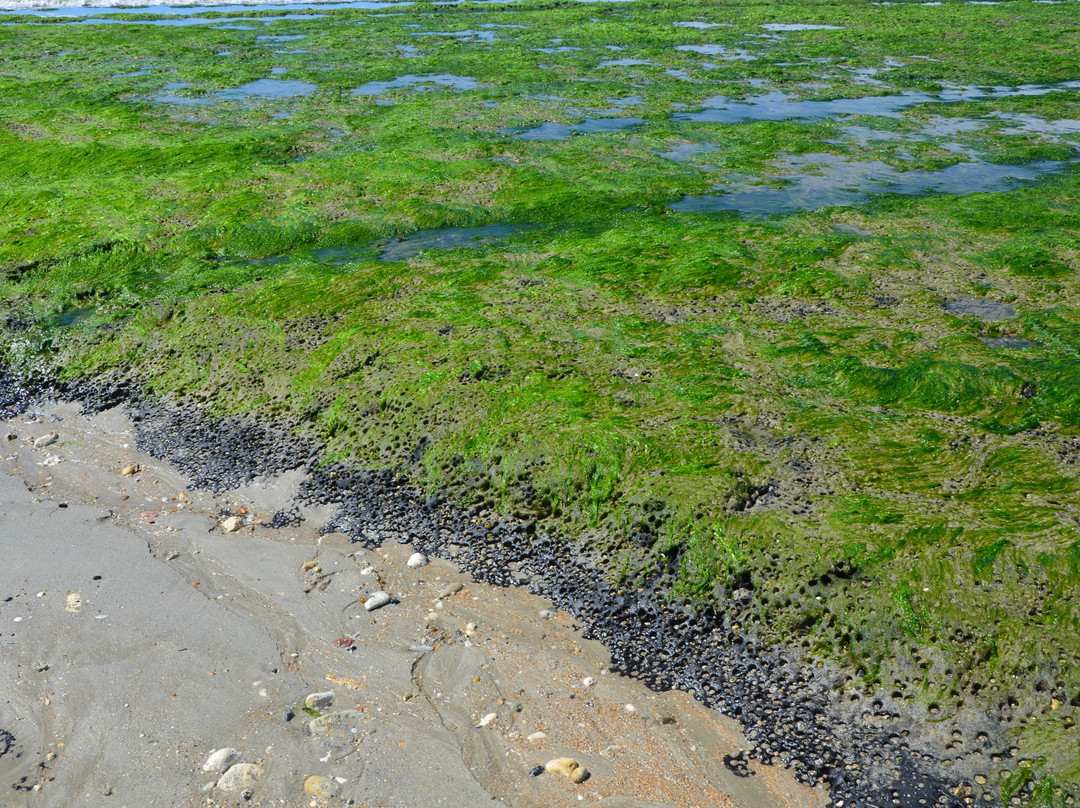 Plage de Remigeasse景点图片