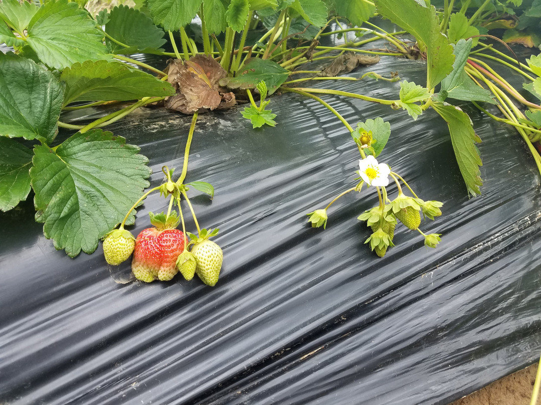 Historic Weston Orchard & Vineyard-Weston必去景点