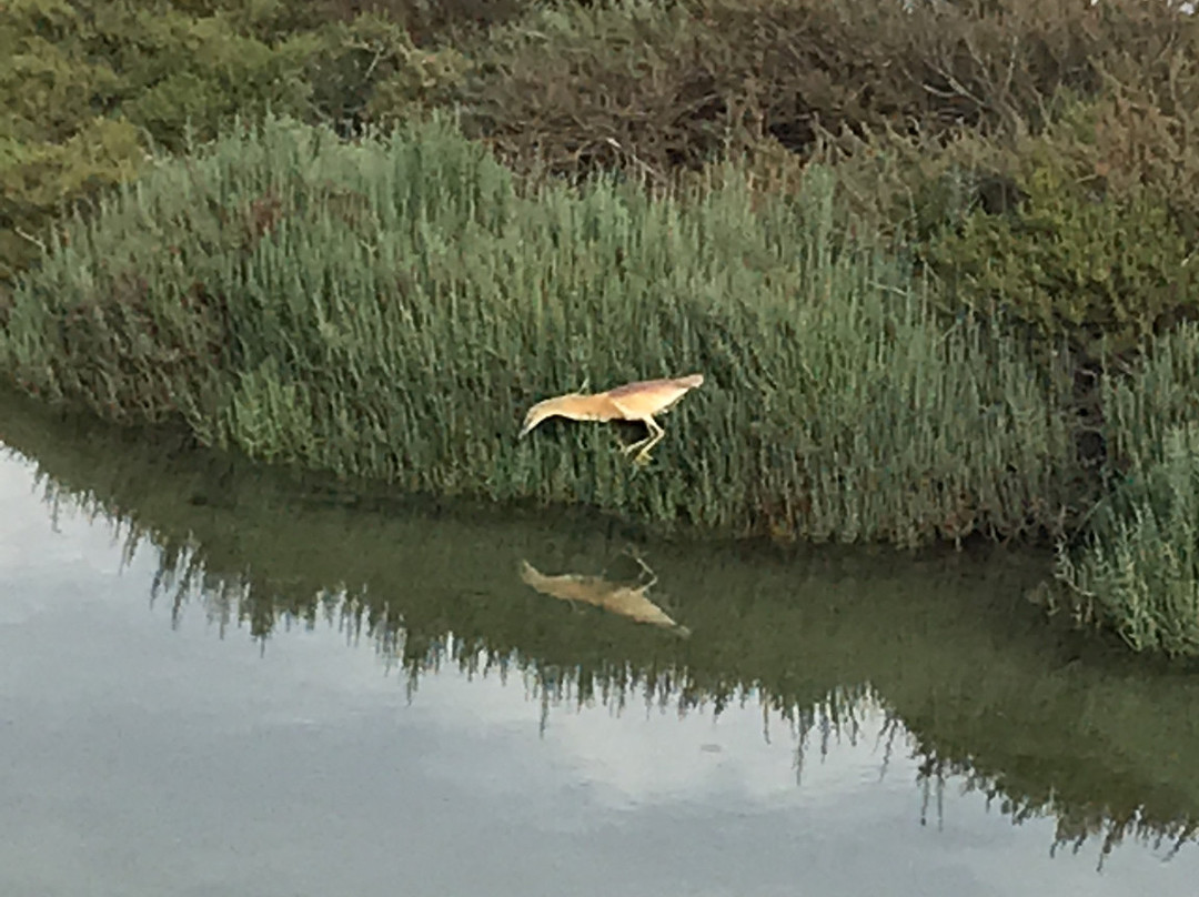 Parco Naturale Molentargius-Saline-卡利亚里省必去景点