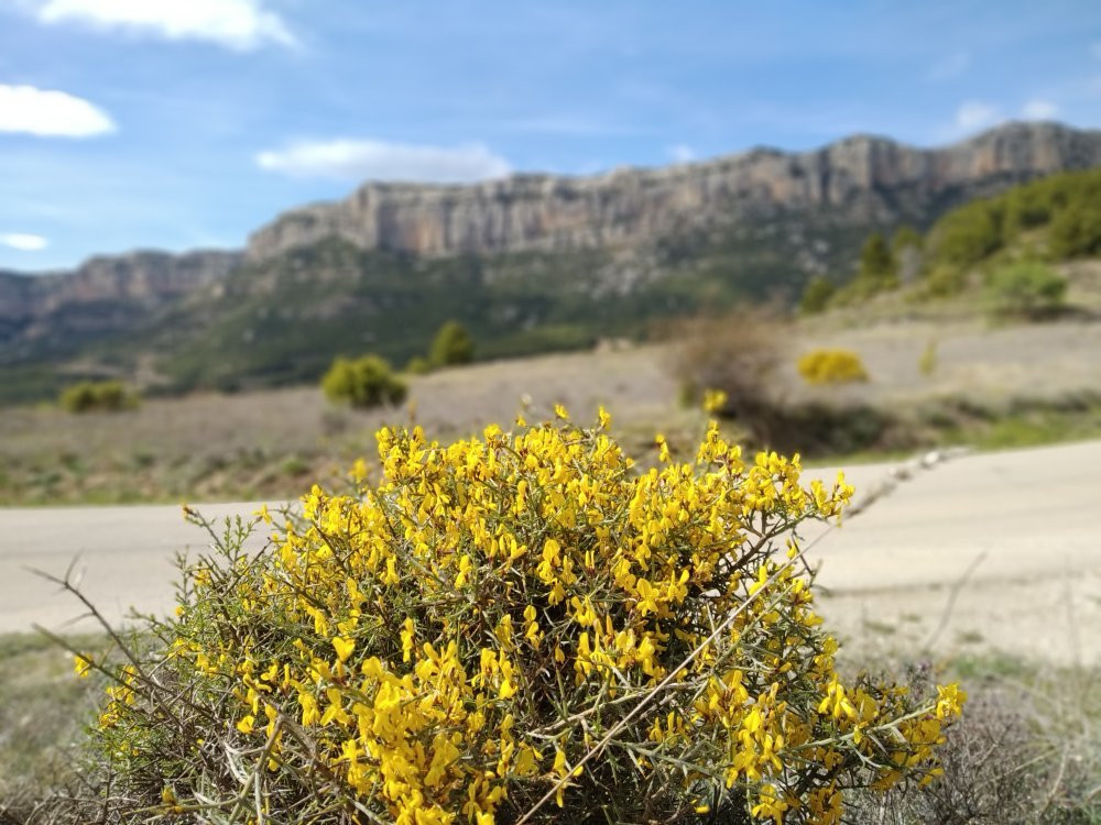 Parc Natural de la Serra de Montsant景点图片