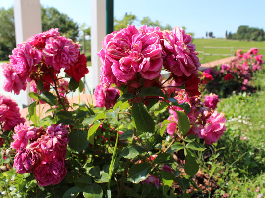 Agriturismo Colleverde主图