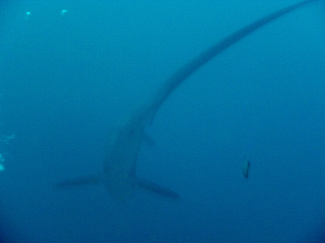 长尾鲨浮潜景点图片