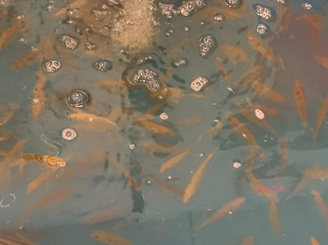 Big Boys Bait & Tackle-开普科勒尔必去景点