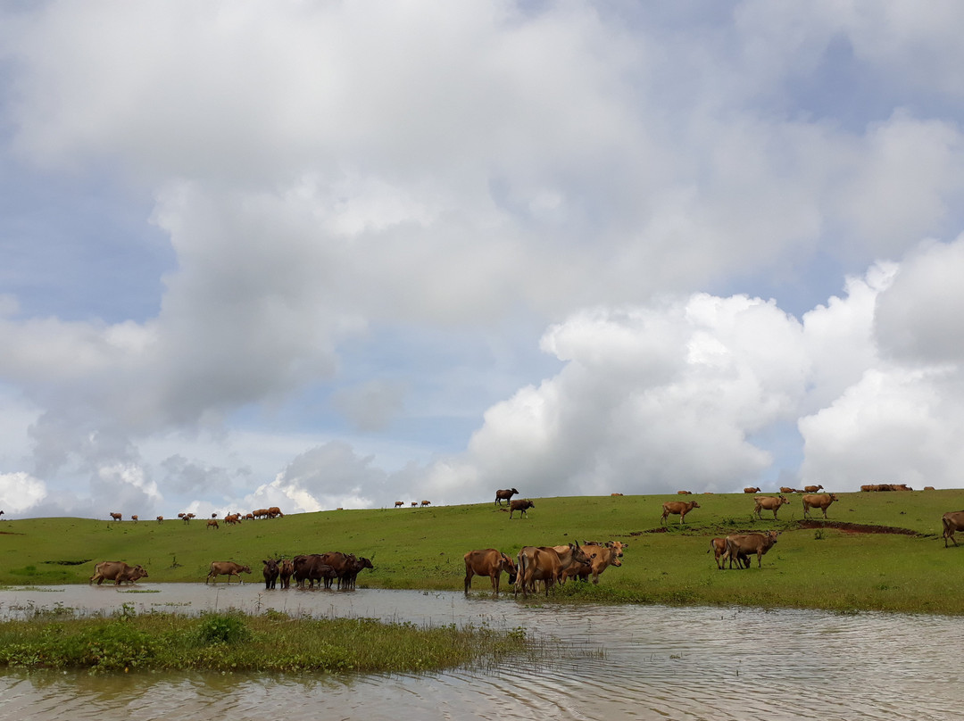 Fulan Fehan Savanna景点图片