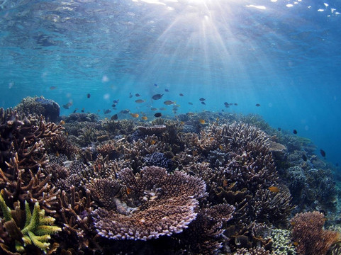 Dive Wonderful Indonesia-泗水必去景点