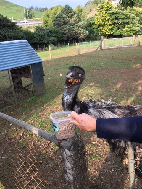 Waitomo Big Bird Bed & Breakfast主图