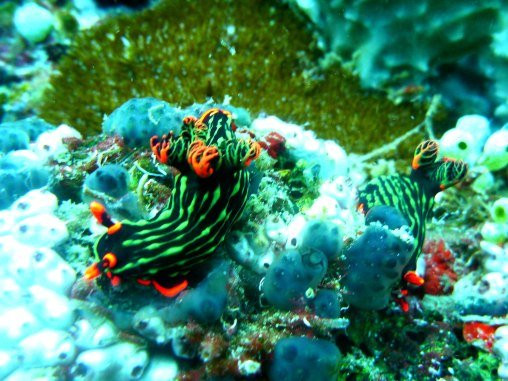 Tinoto Reef-Maasim必去景点