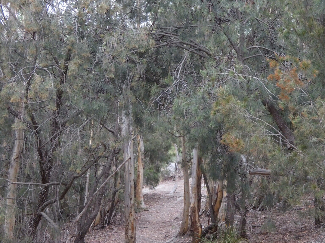 Alum Cliffs Track-Taroona必去景点