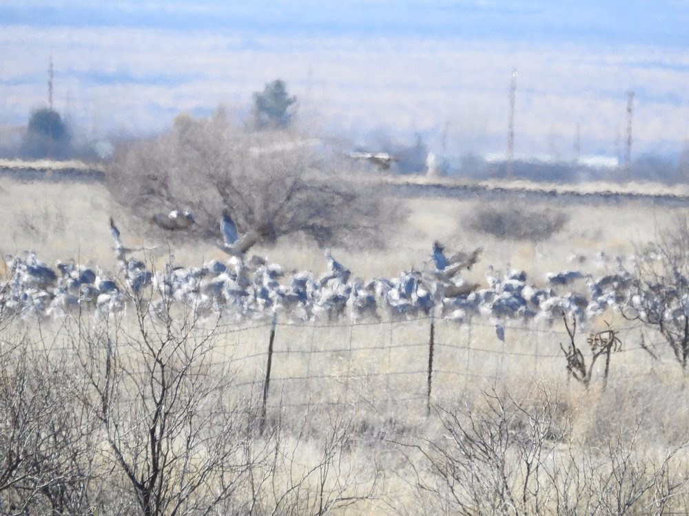 Cochise Lake-Willcox必去景点