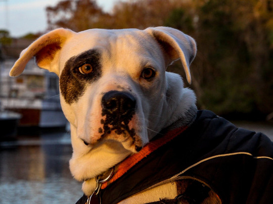 Osprey Guide Services - Tours-Yankeetown必去景点