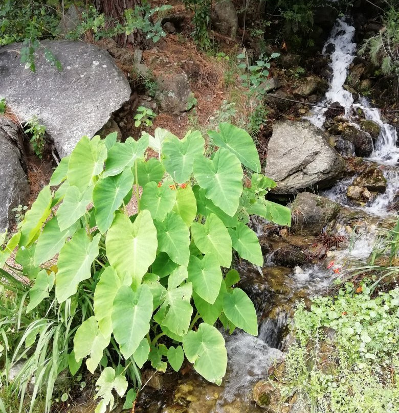 Sendero Quebrada de Ambrosio景点图片