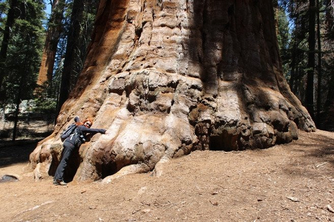 The President Tree-Three Rivers必去景点