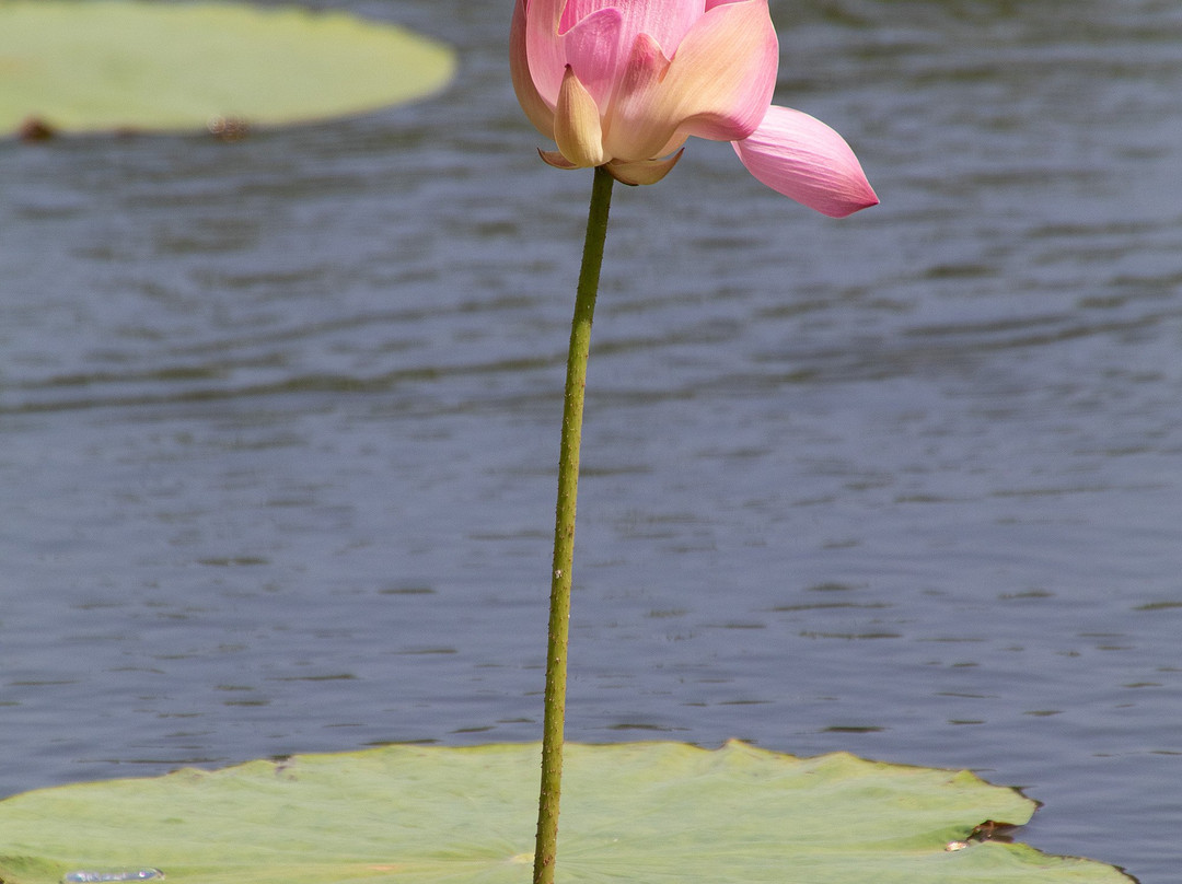 An Hai Lake-昆山岛必去景点
