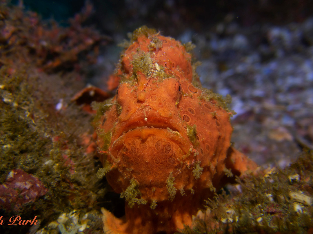 Two Fish Divers Sanur-沙努尔必去景点