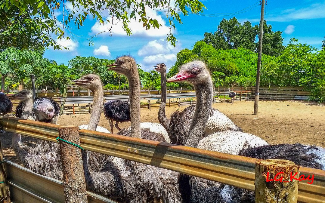 Desaru Ostrich Farm景点图片