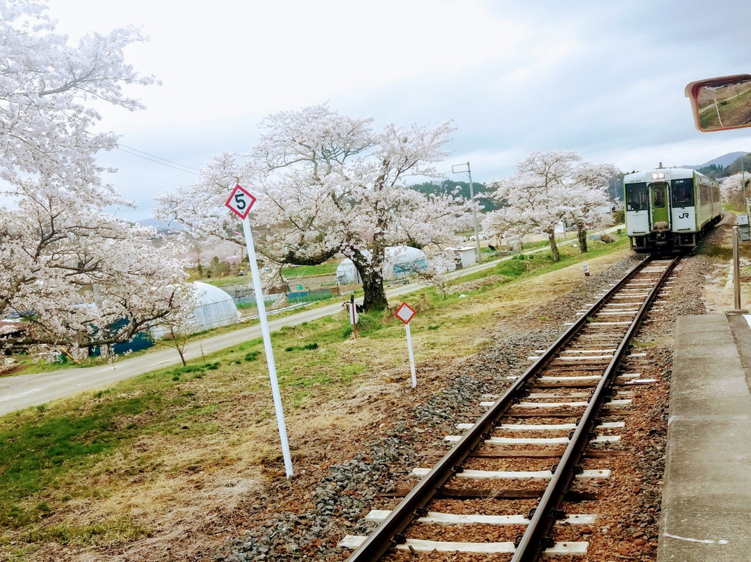Natsui Sembong Sakura-小野町必去景点