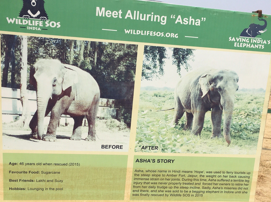 Elephant Conservation & Care Center景点图片