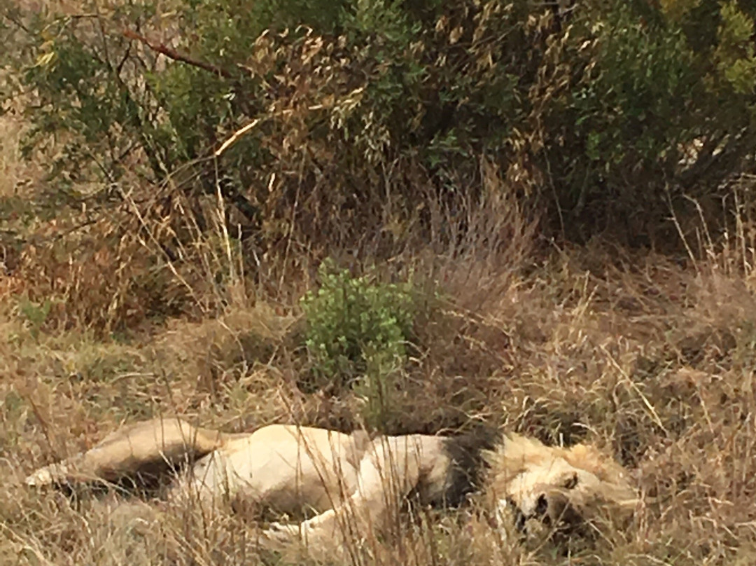 Safari With Us - Day Tours景点图片