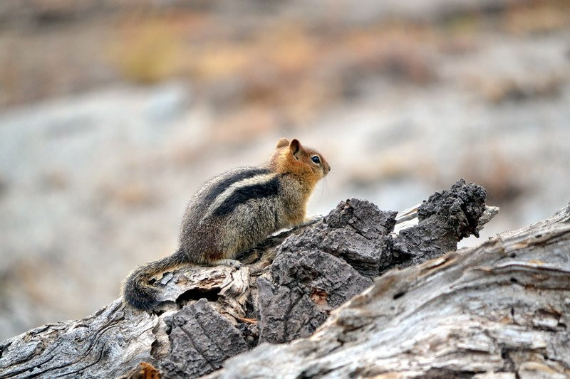 Pohono Trail-优胜美地国家公园必去景点