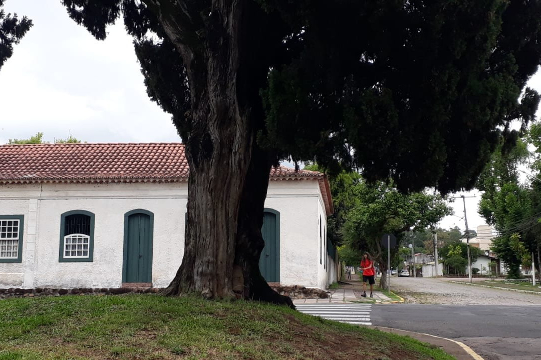 Cipestre Farroupilha