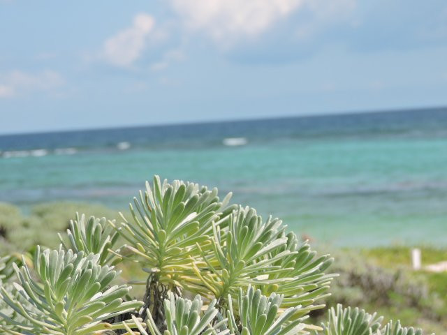 Santuario de la Tortuga Marina Xcacel Xcacelito景点图片