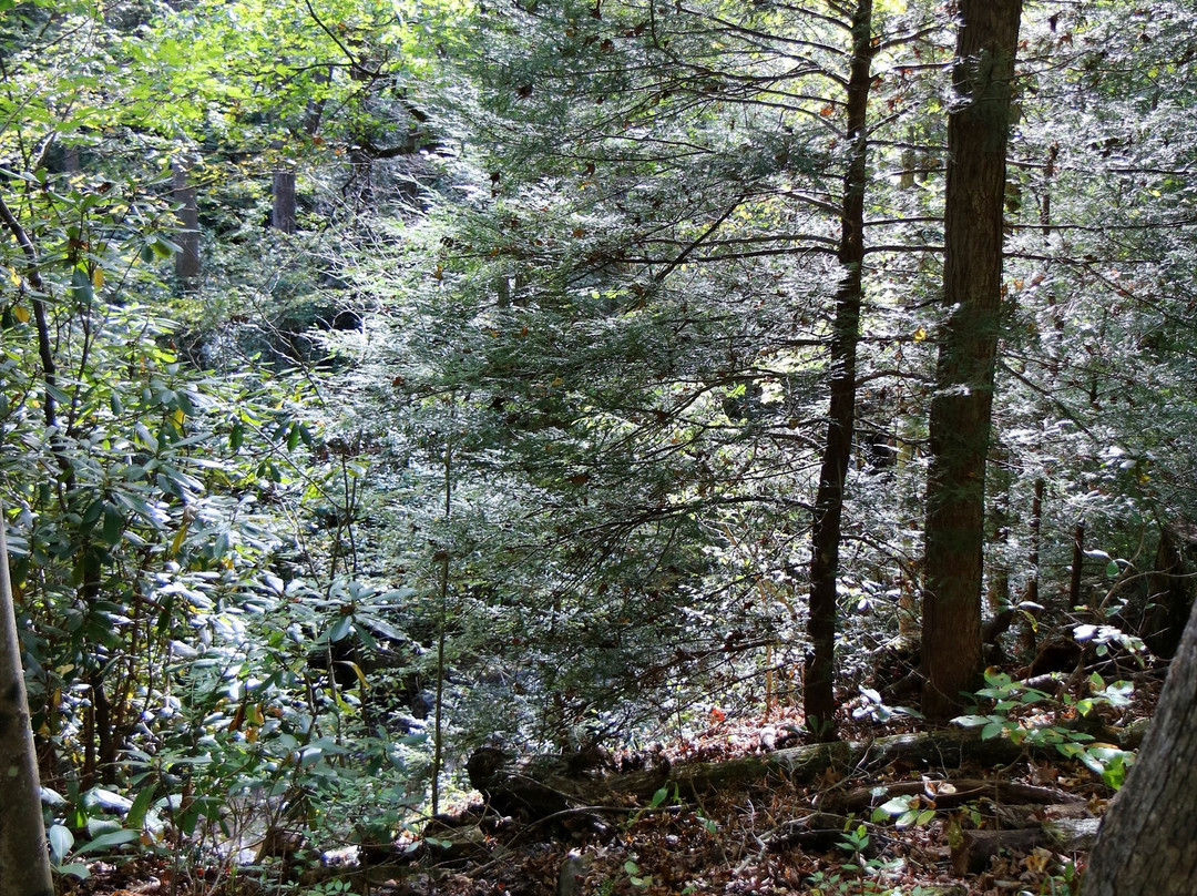 Bear Run Nature Reserve-Mill Run必去景点