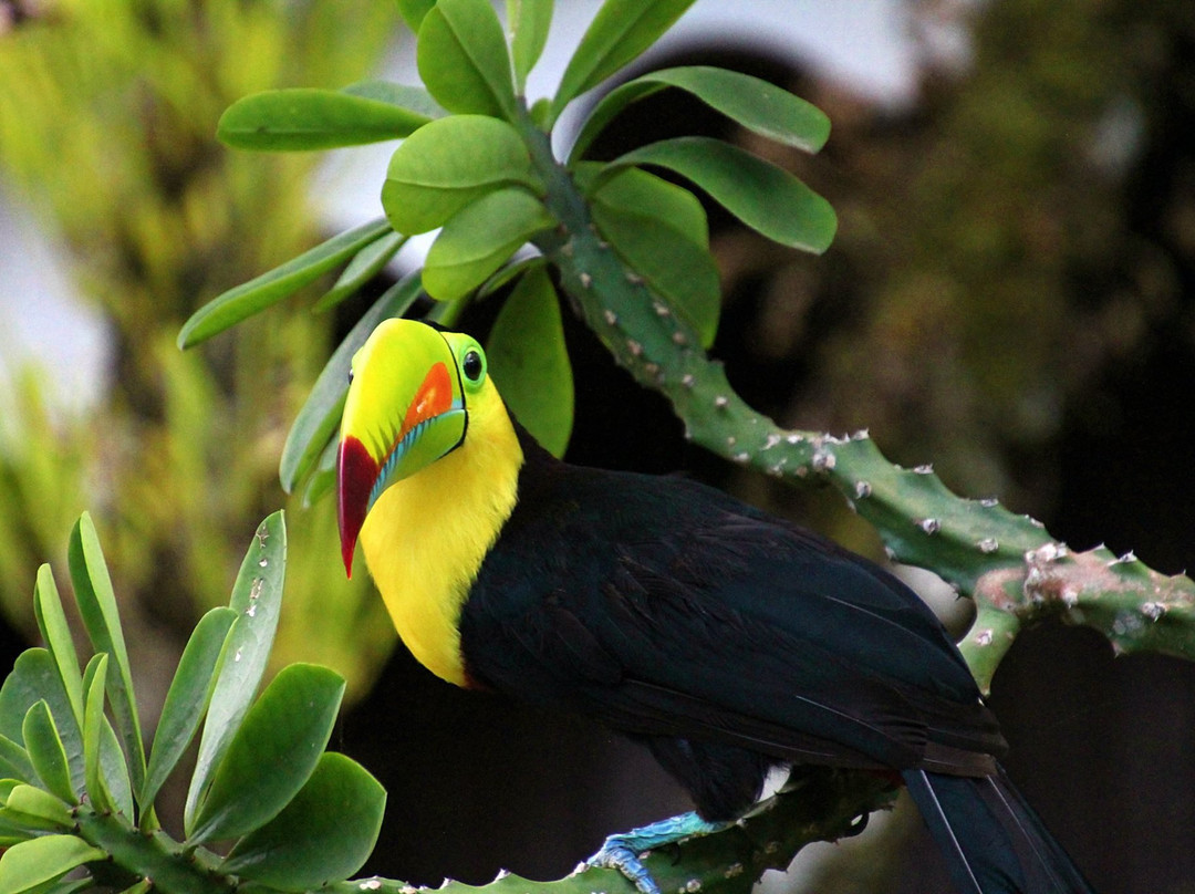 恩坎托住宿加早餐旅馆主图