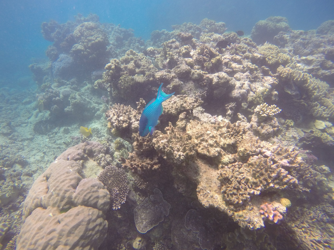 Opal Reef-道格拉斯港必去景点