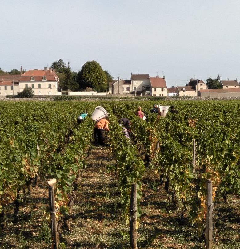 Clos de Bourgogne景点图片
