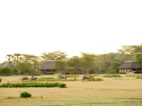 Maramboi Tented Lodge主图